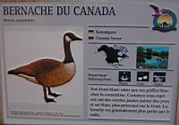 Bernache du Canada, Branta canadensis (Photo F. Mrugala) (txt)